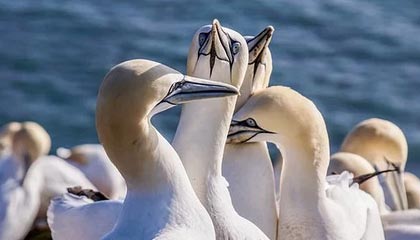 海盐最新的高价找中介取公积金违法吗方法分享(海盐中介取公积金怎么收费教程)